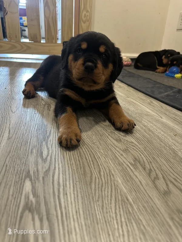 Skyla – Rottweiler puppy for sale in Englishtown, NJ
