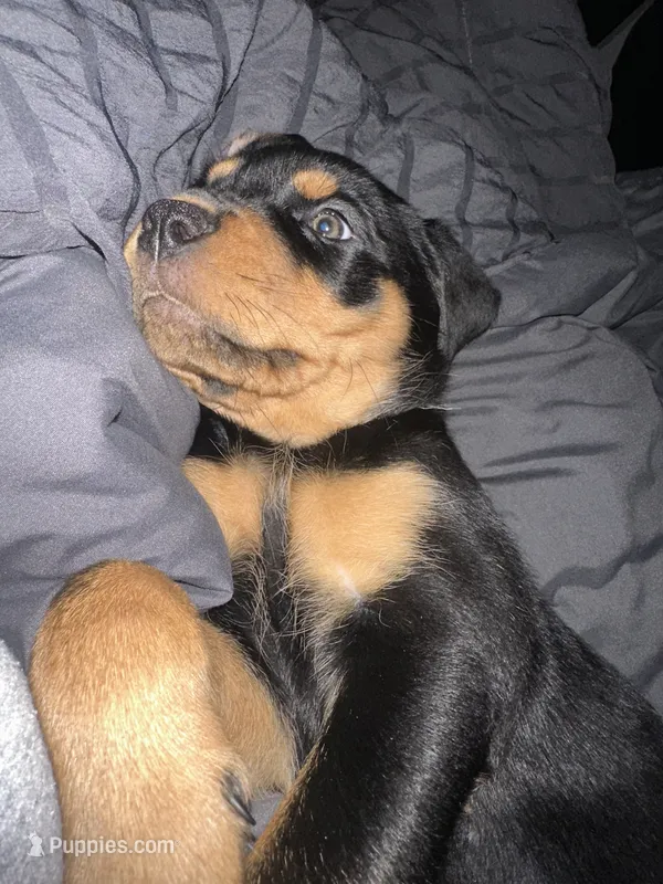 Samaya  – Rottweiler puppy for sale in Englishtown, NJ