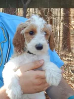 PRESTIGE'S "CASSIE", a female Poodle - Standard  for sale in Winston-Salem, NC – Photo 3 of 8