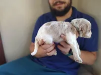 PRESTIGE'S "CASSIE", a female Poodle - Standard  for sale in Winston-Salem, NC – Photo 6 of 8