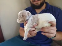 PRESTIGE'S "CASSIE", a female Poodle - Standard  for sale in Winston-Salem, NC – Photo 7 of 8