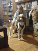 PRESTIGE'S "CASSIE", a female Poodle - Standard  for sale in Winston-Salem, NC – Photo 5 of 8