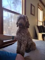 PRESTIGE'S "CASSIE", a female Poodle - Standard  for sale in Winston-Salem, NC – Photo 8 of 8