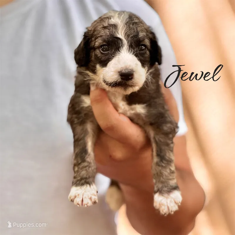 JEWEL – Bernedoodle puppy for sale in Winston-Salem, NC