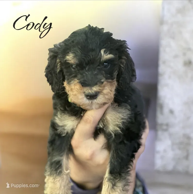 CODY – Bernedoodle puppy for sale in Winston-Salem, NC