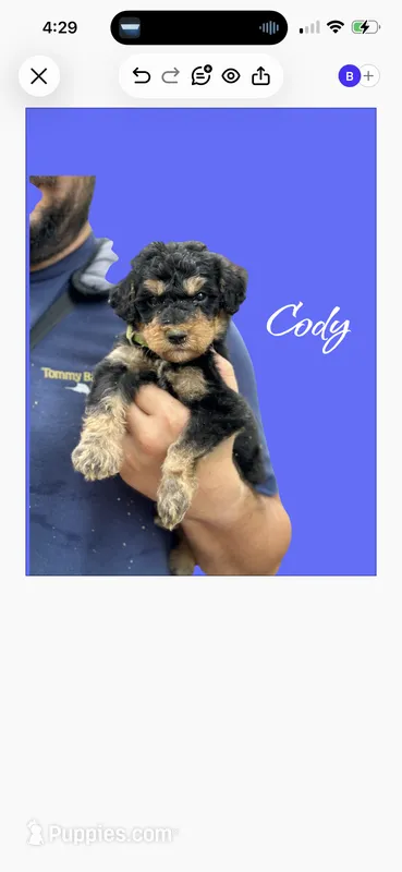 CODY – Bernedoodle puppy for sale in Winston-Salem, NC