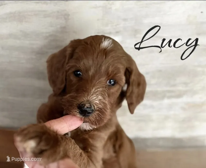Lucy – Irish Doodle puppy for sale in Winston-Salem, NC