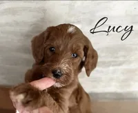 Lucy, a female Irish Doodle for sale in Winston-Salem, NC – 1 of 3