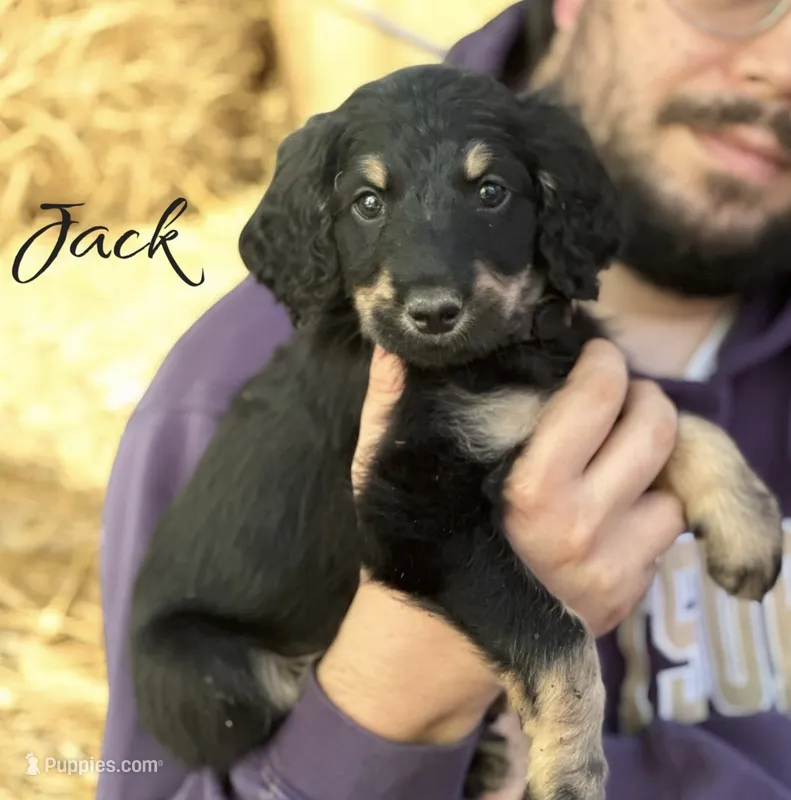 JACK – Bernedoodle puppy for sale in Winston-Salem, NC