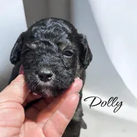 DOLLY, a female Bernedoodle for sale in Winston-Salem, NC – 1 of 2