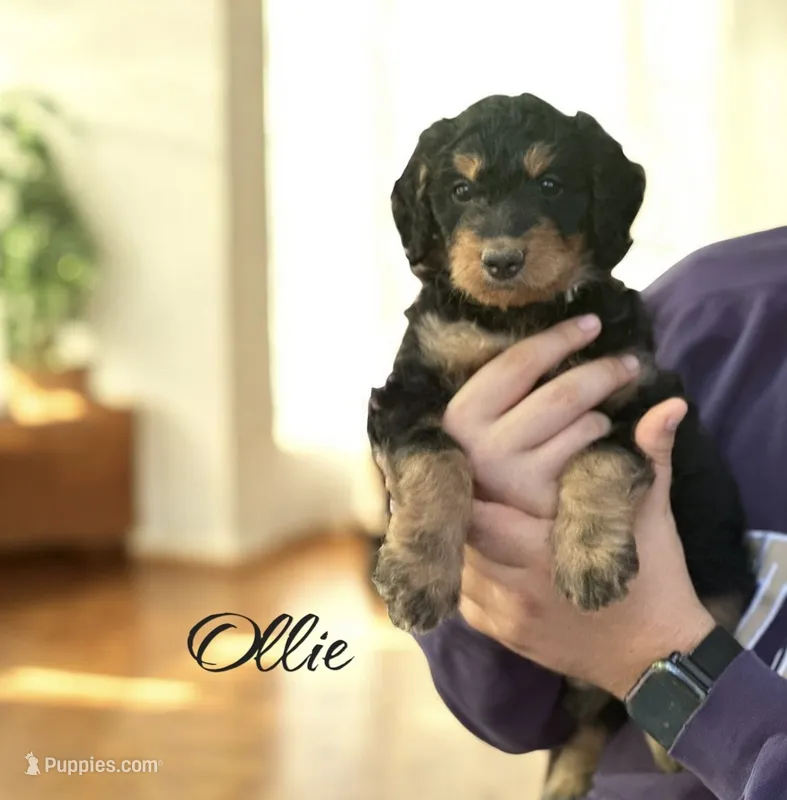 OLLIE – Bernedoodle puppy for sale in Winston-Salem, NC