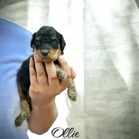 OLLIE, a male Bernedoodle for sale in Winston-Salem, NC – 2 of 3