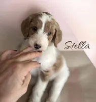 STELLA, a female Irish Doodle for sale in Winston-Salem, NC – 1 of 4