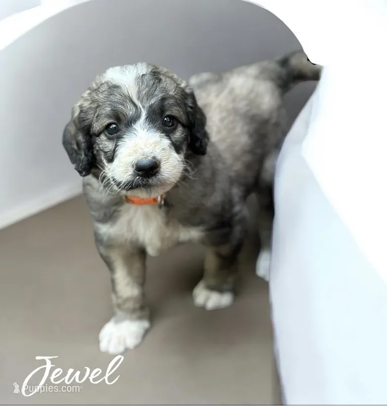 JEWEL – Bernedoodle puppy for sale in Winston-Salem, NC