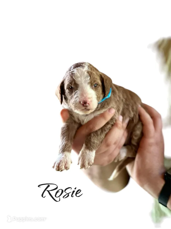 Rosie – Irish Doodle puppy for sale in Winston-Salem, NC