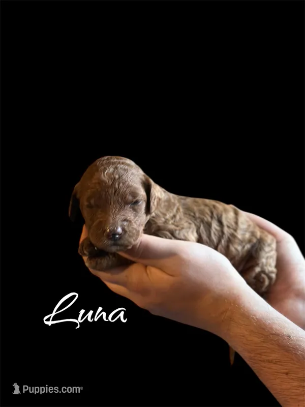 LUNA – Irish Doodle puppy for sale in Winston-Salem, NC