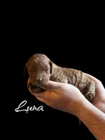 LUNA, a female Irish Doodle for sale in Winston-Salem, NC – Photo 1 of 2
