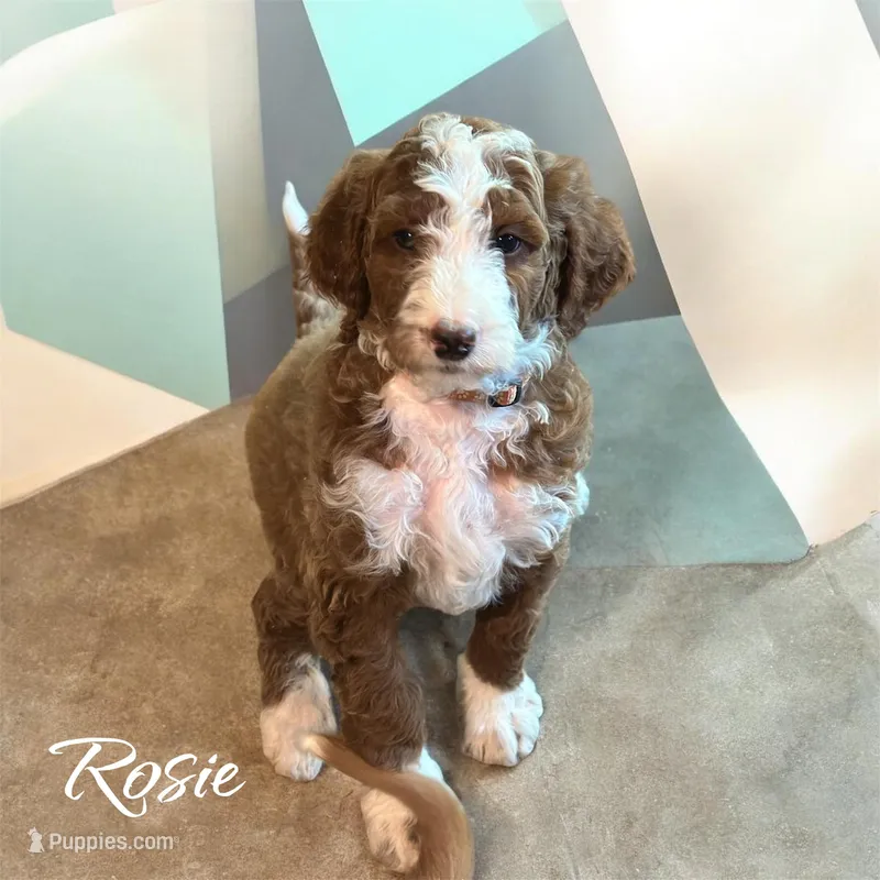 Rosie – Irish Doodle puppy for sale in Winston-Salem, NC