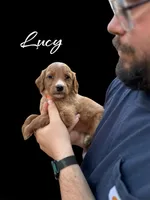 F1B Goldendoodle, a female Goldendoodle for sale in Winston-Salem, NC – Photo 5 of 5