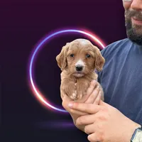 F1B Goldendoodle, a female Goldendoodle for sale in Winston-Salem, NC – Photo 2 of 5