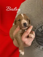 F1B Bailey, a female Goldendoodle for sale in Winston-Salem, NC – Photo 2 of 4