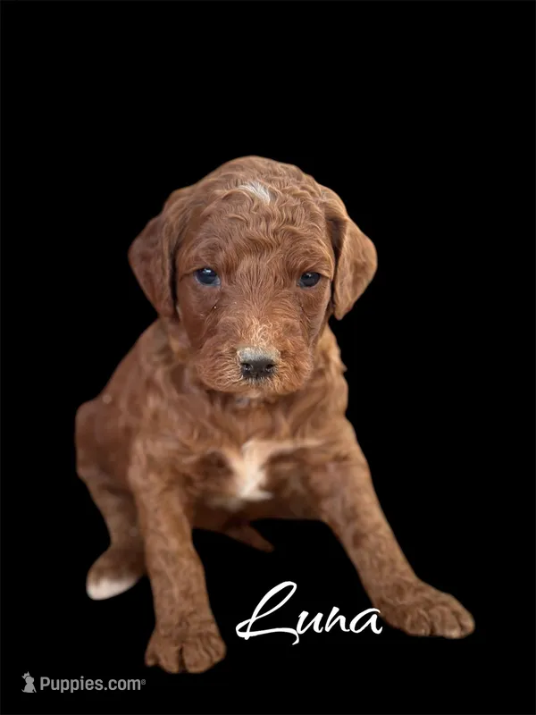 LUNA – Irish Doodle puppy for sale in Winston-Salem, NC