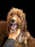 LUNA, a female Irish Doodle for sale in Winston-Salem, NC – Photo 5 of 6