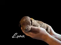 LUNA, a female Irish Doodle for sale in Winston-Salem, NC – Photo 2 of 2