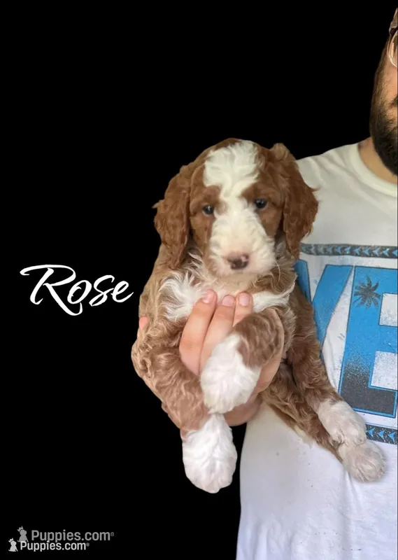 Rosie – Irish Doodle puppy for sale in Winston-Salem, NC