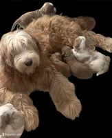 F1B Bailey, a female Goldendoodle for sale in Winston-Salem, NC – Photo 3 of 4