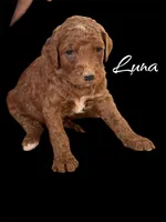 LUNA, a female Irish Doodle for sale in Winston-Salem, NC – Photo 2 of 6