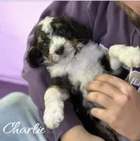 Tricolor, a male Bernedoodle for sale in Winston-Salem, NC – 2 of 5