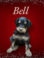 BELL Mini, a female Bernedoodle for sale in Winston-Salem, NC – Photo 2 of 9