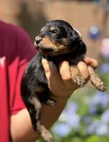 BELL Mini, a female Bernedoodle for sale in Winston-Salem, NC – Photo 3 of 9