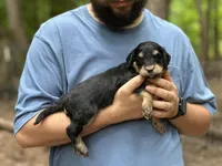 BELL Mini, a female Bernedoodle for sale in Winston-Salem, NC – Photo 7 of 9