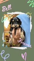 BELL Mini, a female Bernedoodle for sale in Winston-Salem, NC – Photo 1 of 9