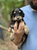 BELL Mini, a female Bernedoodle for sale in Winston-Salem, NC – Photo 6 of 9