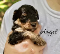 ANGEL, a female Bernedoodle for sale in Winston-Salem, NC – 1 of 3