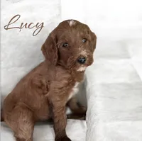 Lucy, a female Irish Doodle for sale in Winston-Salem, NC – 2 of 3