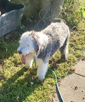 DARBY, a female Old English Sheepdog for sale in Winston-Salem, NC – Photo 3 of 3