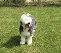 DARBY, a female Old English Sheepdog for sale in Winston-Salem, NC – Photo 1 of 3
