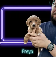 F1B Freya, a female Goldendoodle for sale in Winston-Salem, NC – Photo 2 of 10