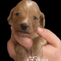 F1B Freya, a female Goldendoodle for sale in Winston-Salem, NC – Photo 5 of 10