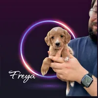 F1B Freya, a female Goldendoodle for sale in Winston-Salem, NC – Photo 1 of 10