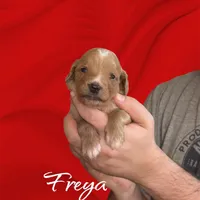 F1B Freya, a female Goldendoodle for sale in Winston-Salem, NC – Photo 8 of 10