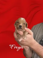 F1B Freya, a female Goldendoodle for sale in Winston-Salem, NC – Photo 3 of 5