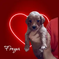 F1B Freya, a female Goldendoodle for sale in Winston-Salem, NC – Photo 4 of 10