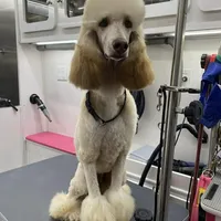 F1B Freya, a female Goldendoodle for sale in Winston-Salem, NC – Photo 7 of 10