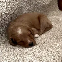 F1B Freya, a female Goldendoodle for sale in Winston-Salem, NC – Photo 10 of 10