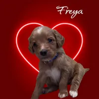 F1B Freya, a female Goldendoodle for sale in Winston-Salem, NC – Photo 3 of 10